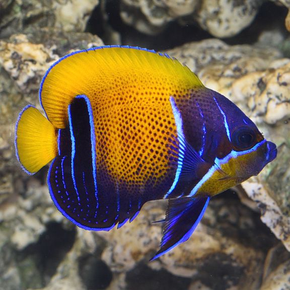 Cá Hoàng Đế Emperor Angelfish