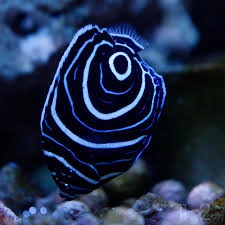 Cá Hoàng Đế Emperor Angelfish