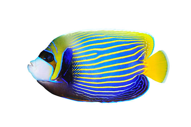 Cá Hoàng Đế Emperor Angelfish