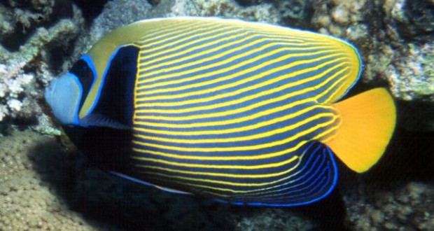 Cá Hoàng Đế Emperor Angelfish