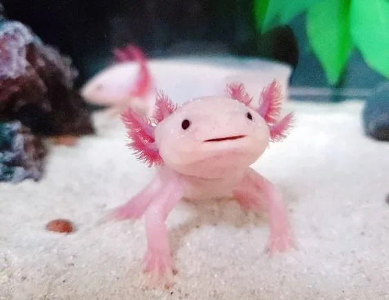 Cá Khủng Long 6 Sừng Axolotl