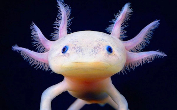 Cá Khủng Long 6 Sừng Axolotl