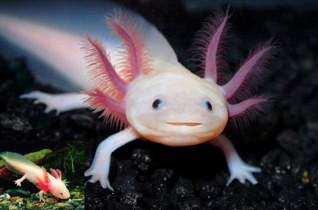 Cá Khủng Long 6 Sừng Axolotl