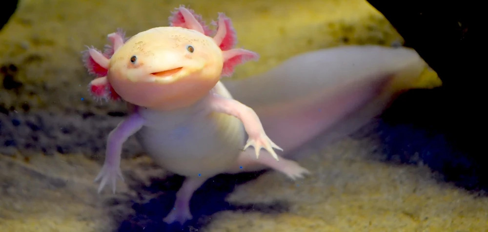 Cá Khủng Long 6 Sừng Axolotl