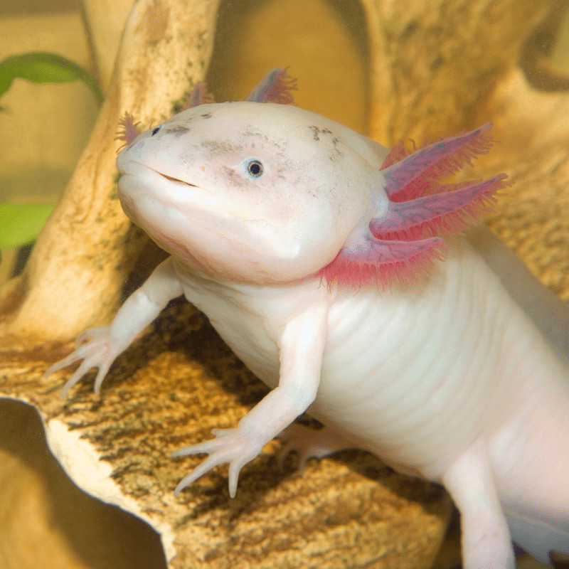 Cá Khủng Long 6 Sừng Axolotl