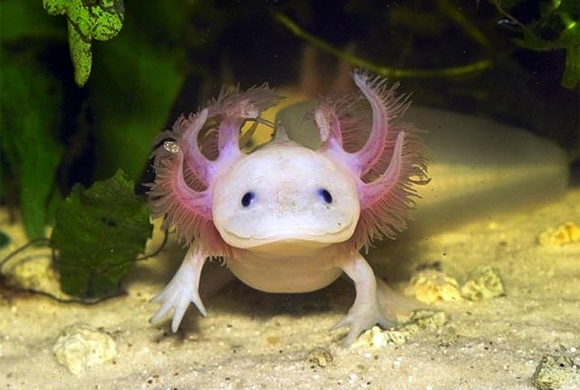 Cá Khủng Long 6 Sừng Axolotl