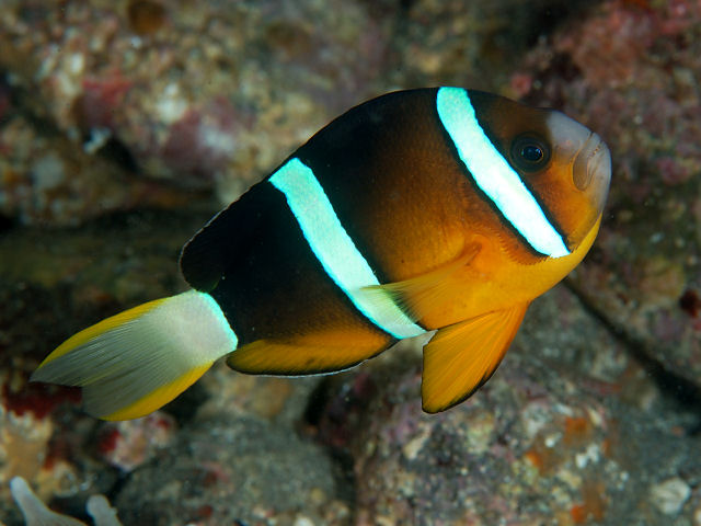 Cá Khoang Cổ – Clarkii Clownfish