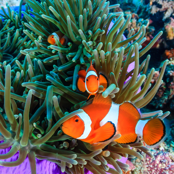 Cá Khoang Cổ – Clarkii Clownfish