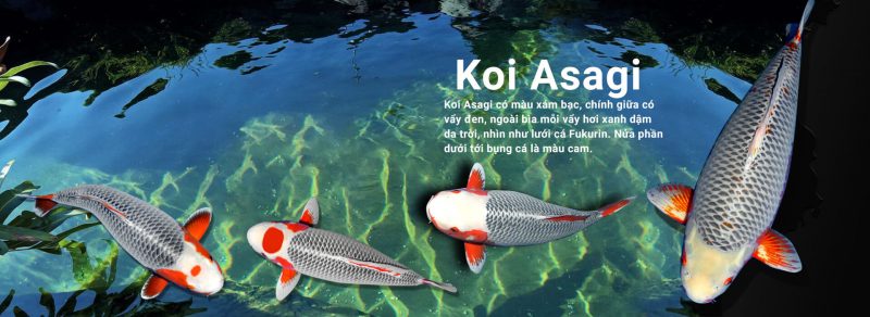 Cá Koi