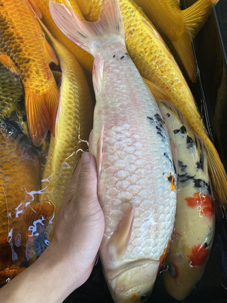 Cá Koi Bị Bệnh Dropsy