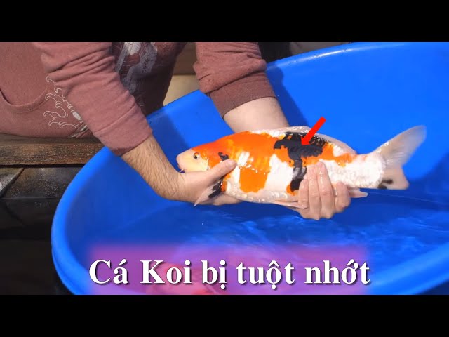 Cá Koi Bị Tuột Nhớt