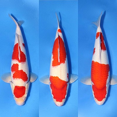 Cá Koi Kohaku