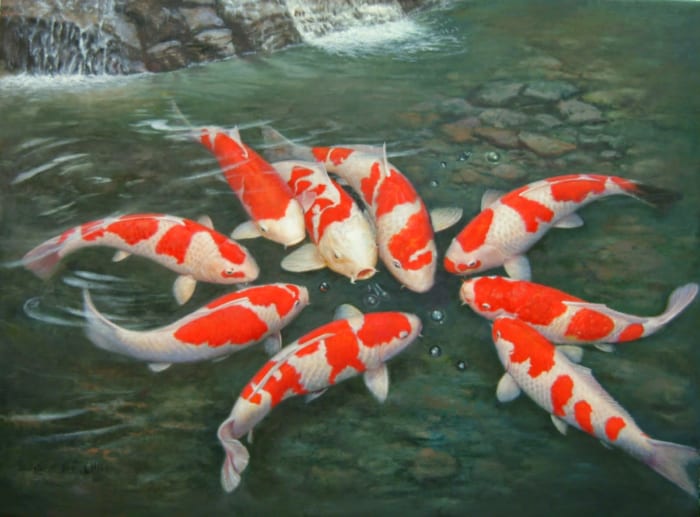 Cá Koi Kohaku