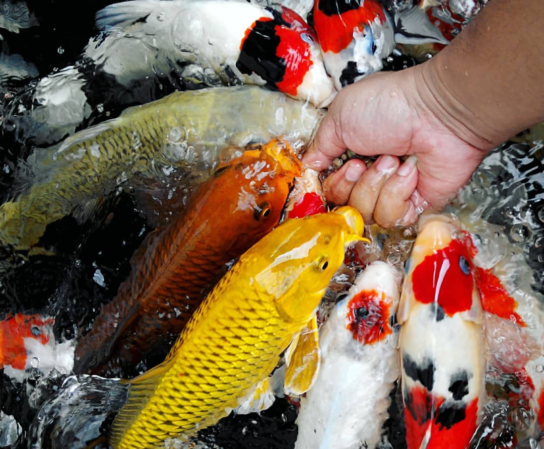 Cá Koi Nhật Bản