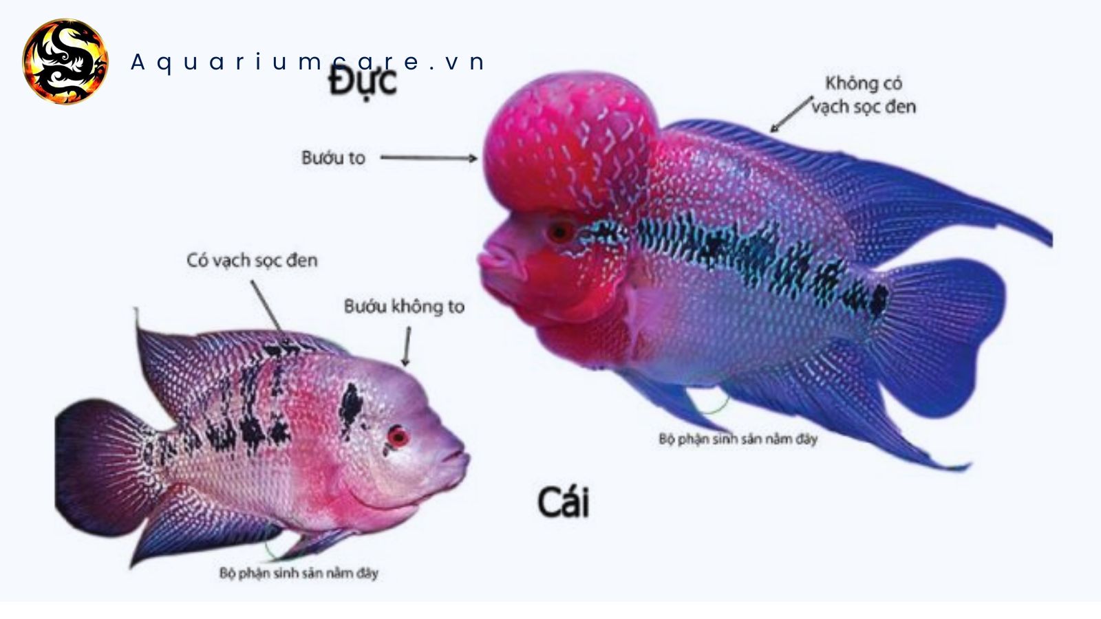 Cá La Hán Đực Và Cái