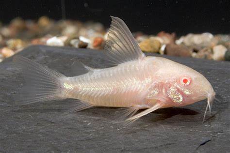 Cá Longfin Albino 