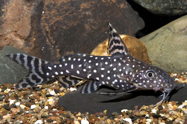 Synodontis Angelicus