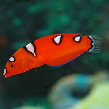 Cá Mó Đèn – Red Coris Wrasse