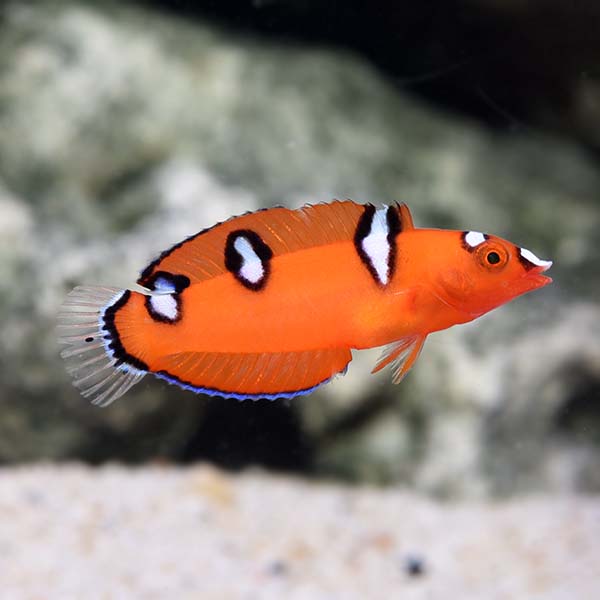 Cá Mó Đèn – Red Coris Wrasse