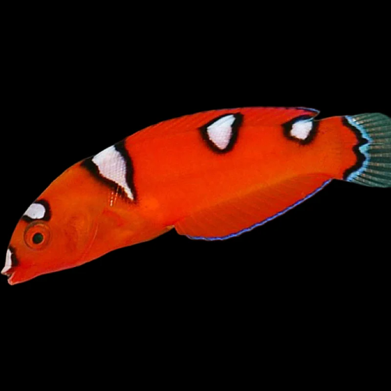 Cá Mó Đèn – Red Coris Wrasse