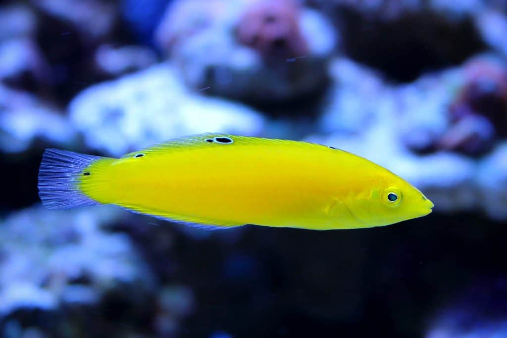 Cá Mó Chuối Yellow Wrasse