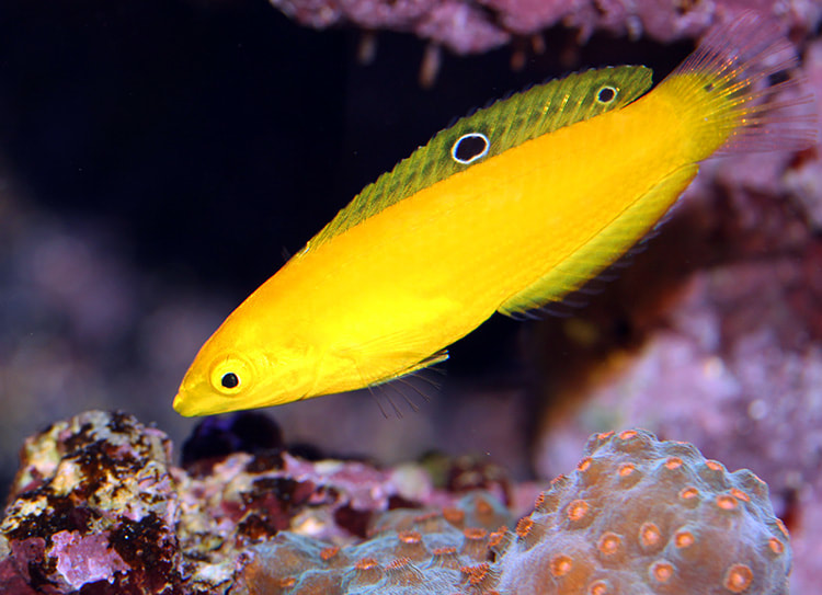 Cá Mó Chuối Yellow Wrasse