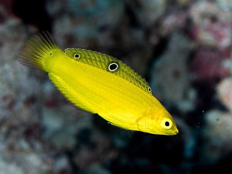 Cá Mó Chuối Yellow Wrasse