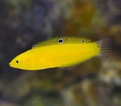 Cá Mó Chuối Yellow Wrasse