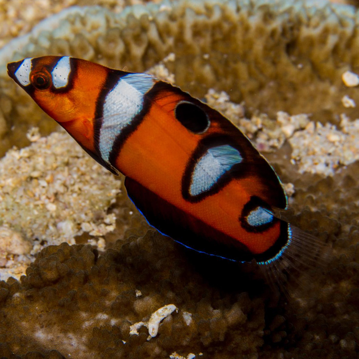 Cá Mó Hoàng Hậu – Formosa Wrasse