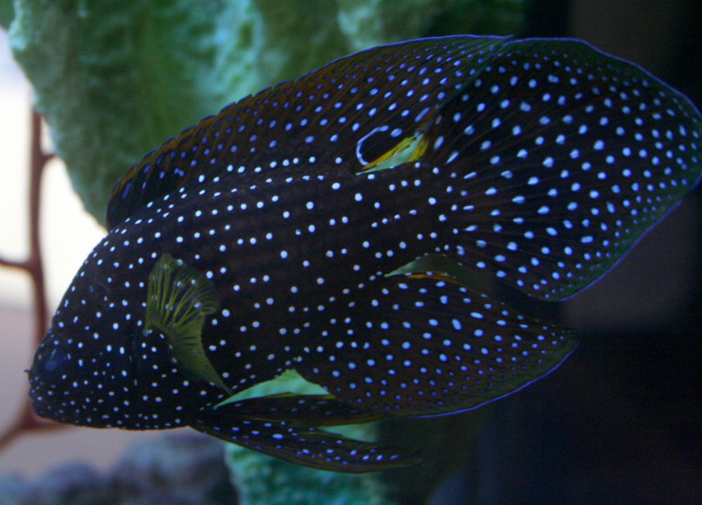 Cá Mó Phụng Marine Betta