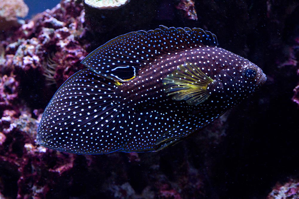 Cá Mó Phụng Marine Betta