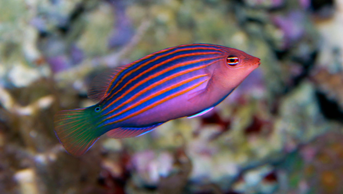 Cá Mó Tím Sixline - Six Line Wrasse