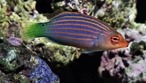 Cá Mó Tím Sixline - Six Line Wrasse