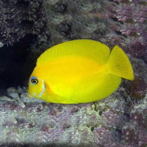 Cá Nẻ Bút – Orangeshoulder Tang