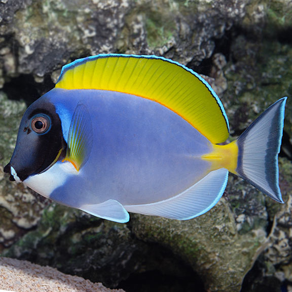 Cá Nẻ Nhật – Powder Blue Tang