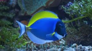 Cá Nẻ Nhật – Powder Blue Tang