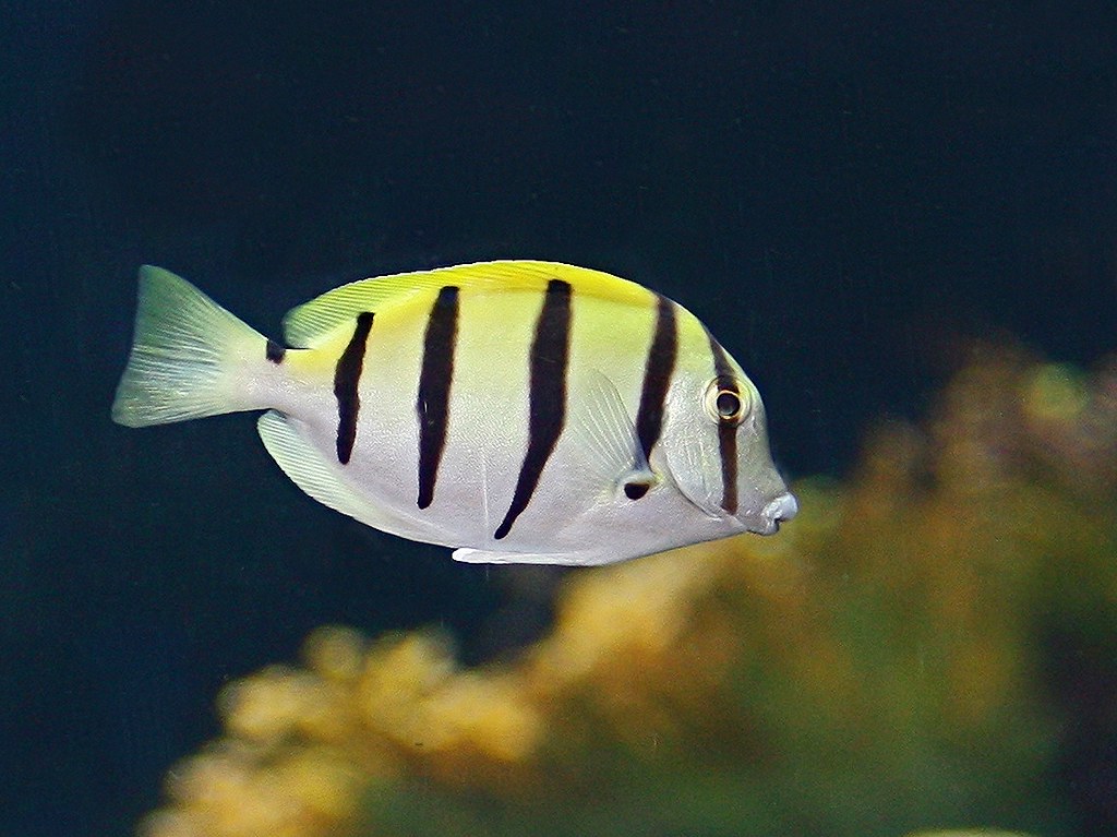 Cá Nẻ Sọc Convict Tang