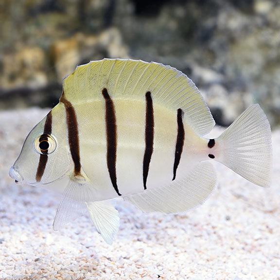 Cá Nẻ Sọc Convict Tang