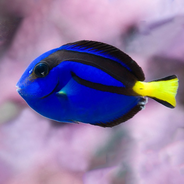 Cá Nẻ Xanh Dory – Blue Tang