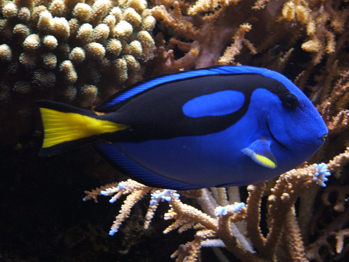 Cá Nẻ Xanh Dory – Blue Tang