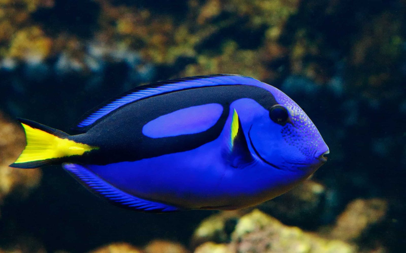 Cá Nẻ Xanh Dory – Blue Tang