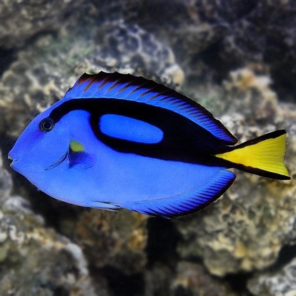 Cá Nẻ Xanh Dory – Blue Tang