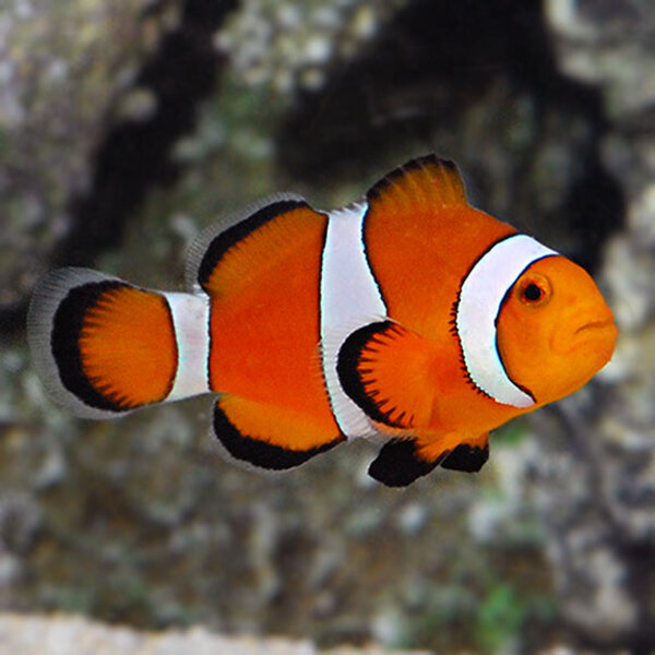 Cá Nemo