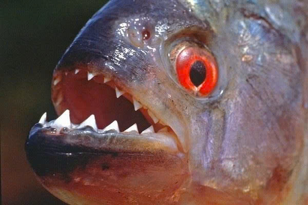 Cá Piranha