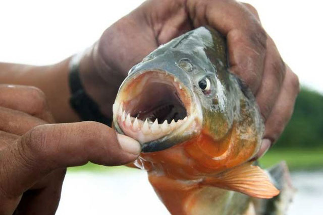 Cá Piranha