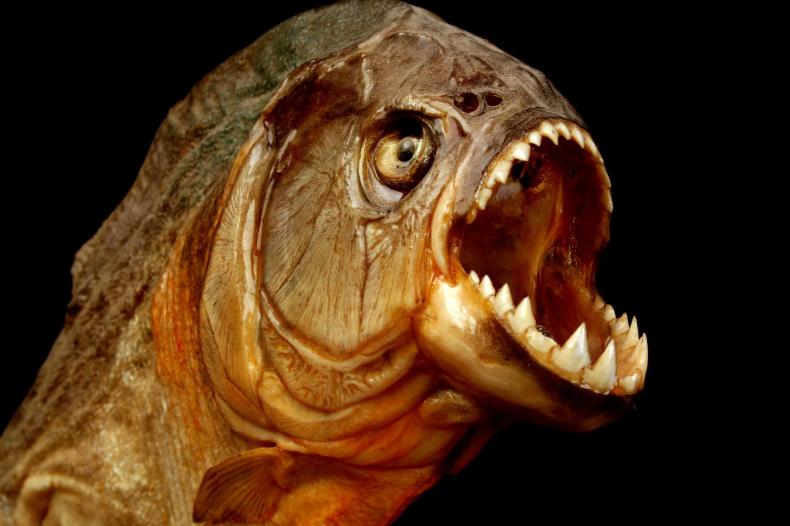 Cá Piranha