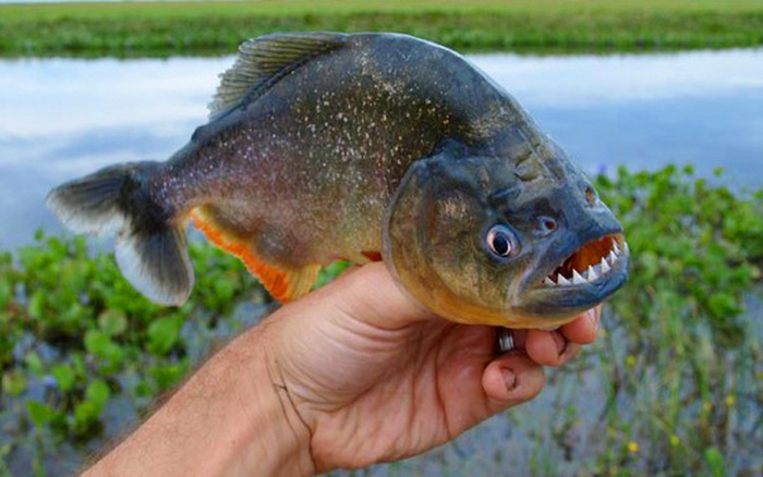 Cá Piranha