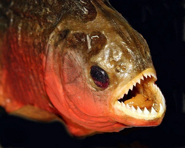 Cá Piranha