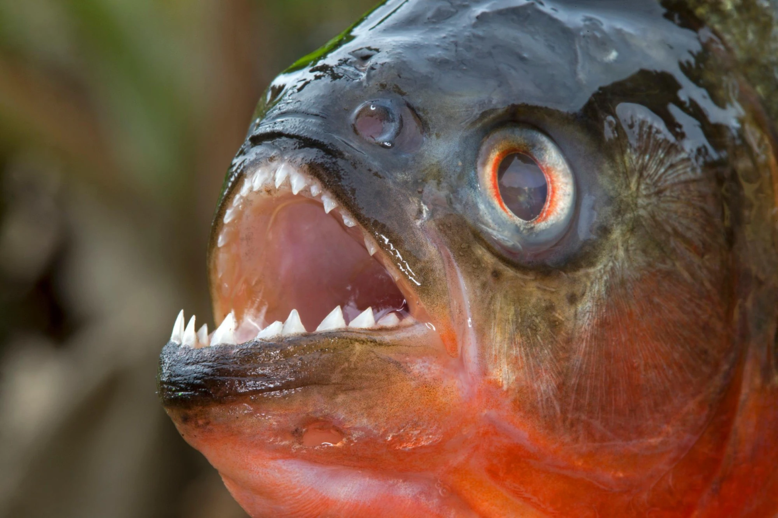 Cá Piranha