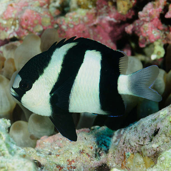 Cá Rô Đá – Three Four Stripe Damselfish